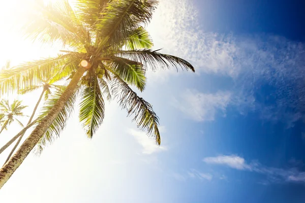 Gökyüzüne karşı palmiye ağaçları — Stok fotoğraf