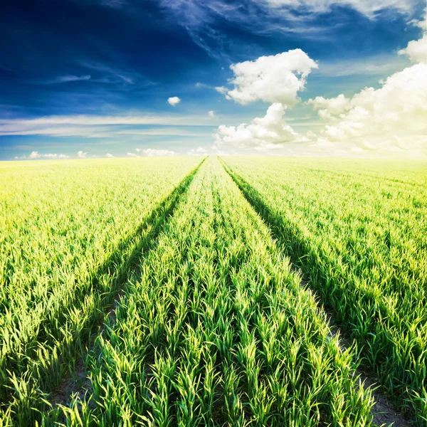 Groen veld onder hemel — Stockfoto