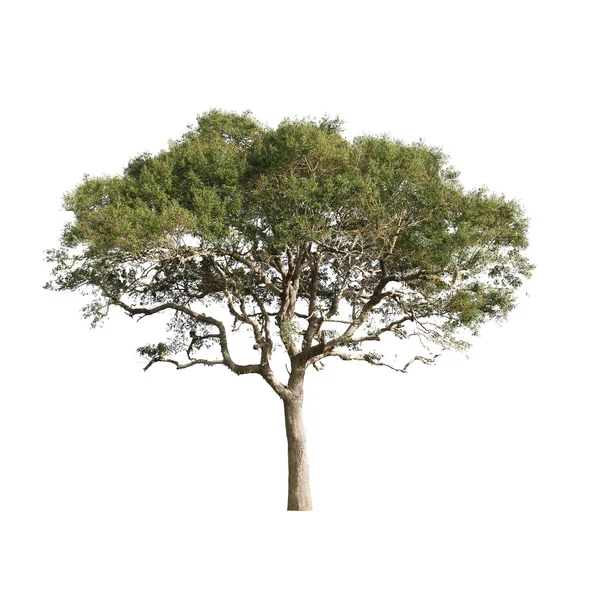 Einzelner grüner Baum — Stockfoto