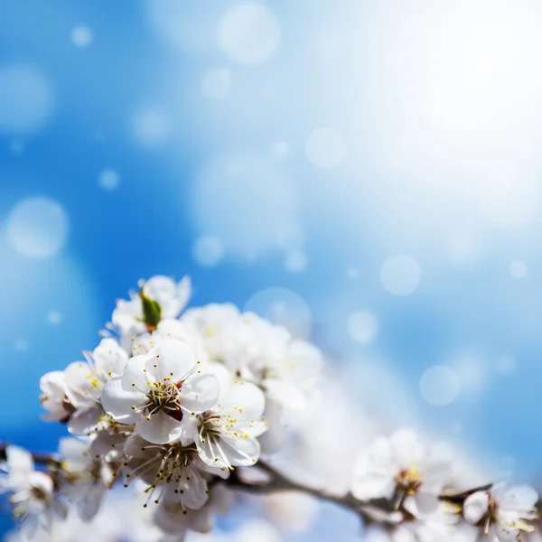 Flores brancas de primavera — Fotografia de Stock