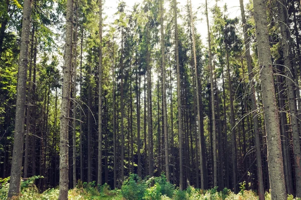 Beautiful pine forest — Stock Photo, Image