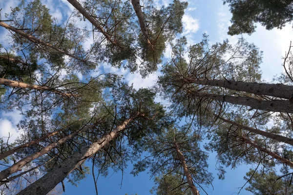 Beautiful pine forest. — Stock Photo, Image