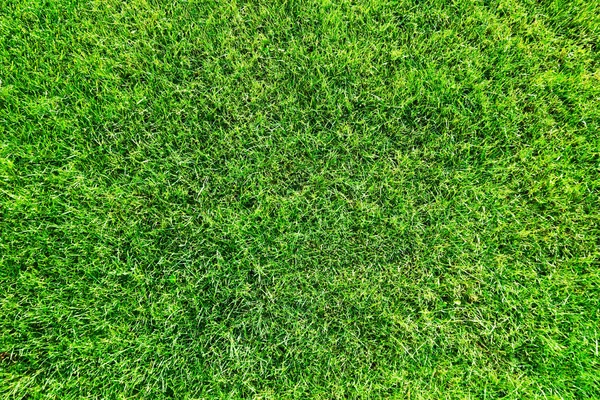 Green grass natural background. — Stock Photo, Image