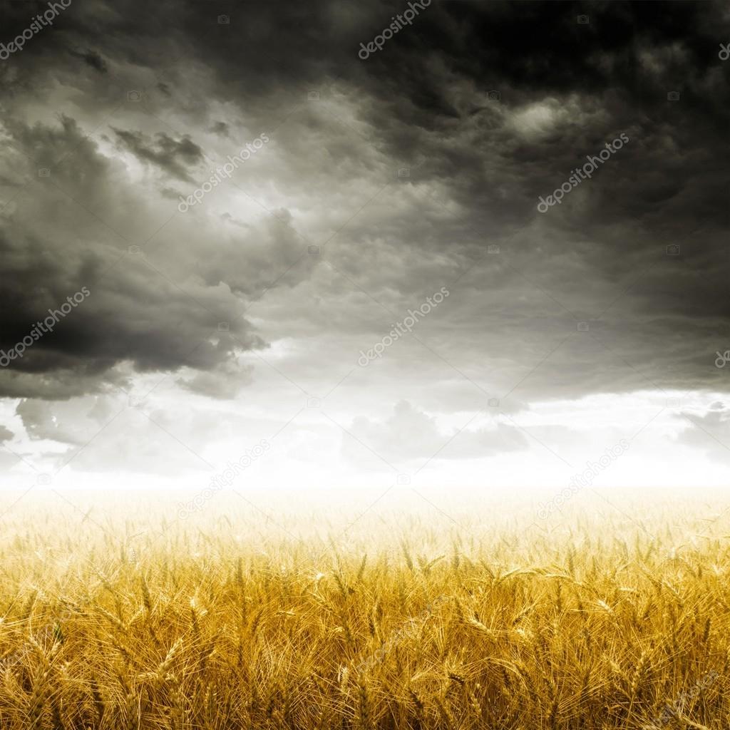 Yellow wheat field under dark