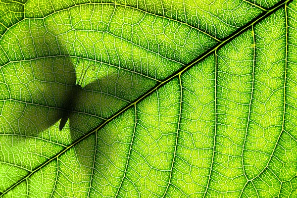 Green leaf with butterfly silhouette — Stock Photo, Image