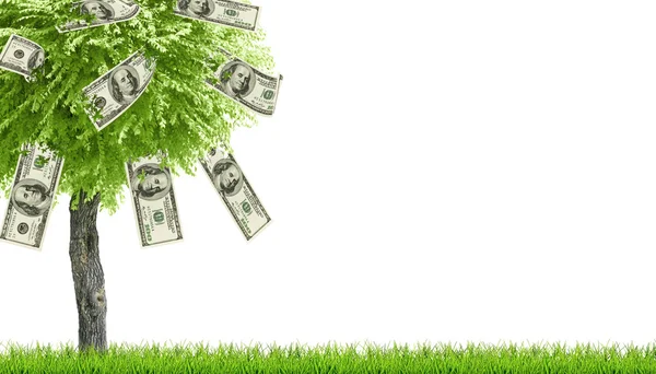 Денежные доллары дерево растет на траве — стоковое фото