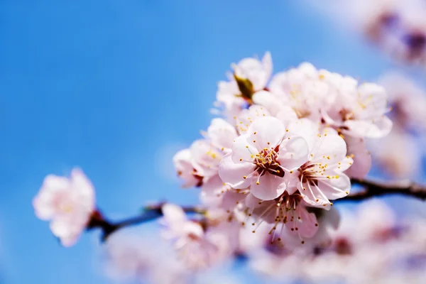 白い春の花 — ストック写真