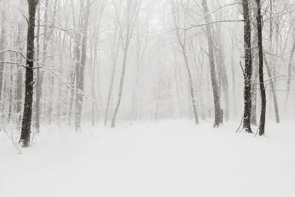 Winter schneebedeckte Wälder. — Stockfoto