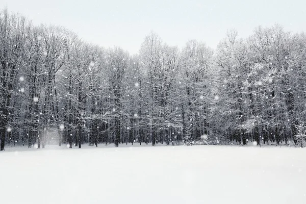 Winter schneebedeckte Wälder — Stockfoto