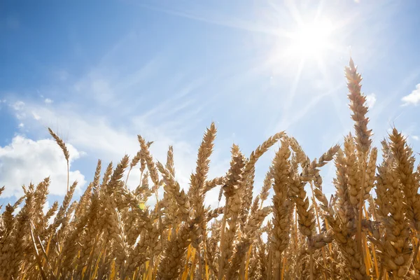 Yellow wheat field — Stock Photo, Image