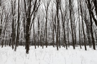 Kış karla kaplı orman