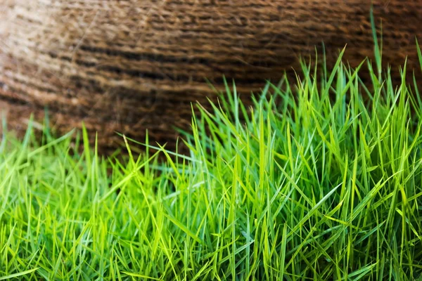 Primavera fresca grama verde e folha planta sobre cerca de madeira fundo — Fotografia de Stock