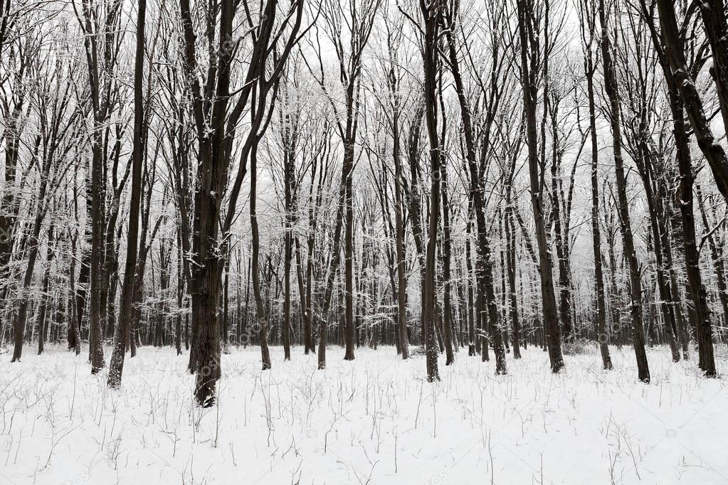 Winter snow covered forest