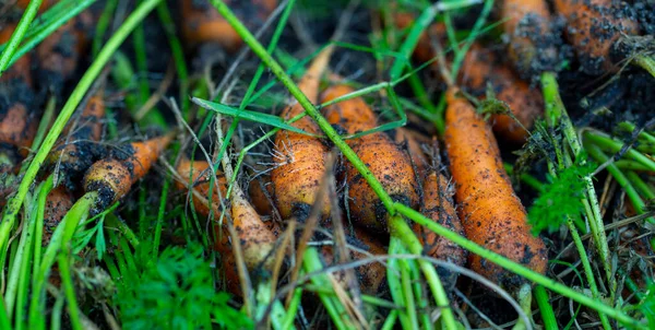 Background Fresh Carrots Tops Soil Garden Close — Stock Photo, Image