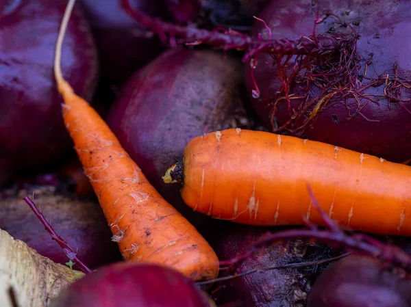 Background Fresh Carrots Tops Beets Soil Garden Harvesting Autumn Close — Stock Photo, Image