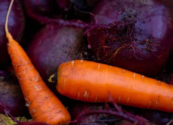 Background Fresh Carrots Tops Beets Soil Garden Harvesting Autumn Close — Stock Photo, Image