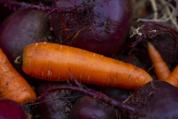 background of fresh carrots with tops and beets with soil from the garden with harvesting in autumn close-up