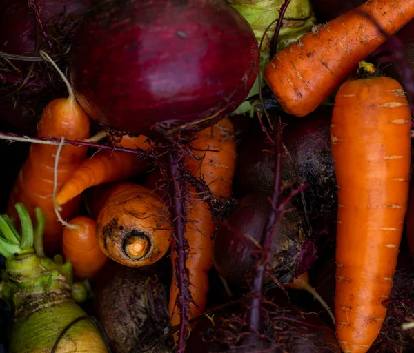 background of fresh carrots with tops and beets with soil from the garden with harvesting in autumn close-up