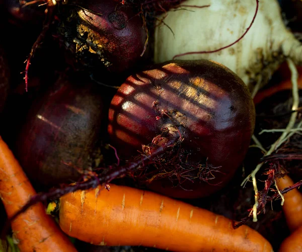 Sfondo Carote Fresche Con Cime Barbabietole Con Terreno Dal Giardino — Foto Stock