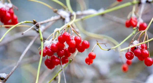 Red Berry Viburnum Snow Tree Late Autumn — Stock Photo, Image