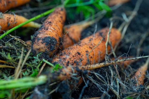 Background Fresh Carrots Tops Soil Garden Close — Stock Photo, Image