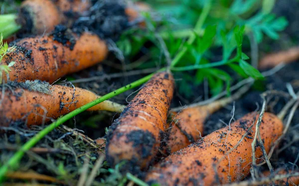 Background Fresh Carrots Tops Soil Garden Close — Stock Photo, Image