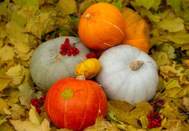 Sonbaharda bahçedeki sarı yaprakların üzerinde farklı boyutlarda balkabakları uzanır.