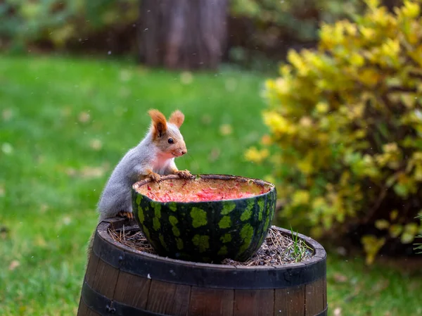 Écureuil Mangeant Des Mangeoires Pastèque Sous Neige Fine Pluie Battante — Photo