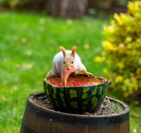 Esquilo Comendo Alimentadores Melancia Sob Neve Fina Chuva Chuvosa Jardim — Fotografia de Stock