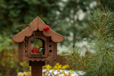 Sonbaharda kuş yemliği, güz bahçesi kuşları kuş yemliğinden gagalar, güz kuşu yemi