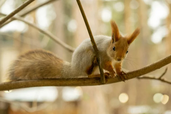 Grå Ekorre Ett Träd Höstskogen Senhösten Närbild — Stockfoto