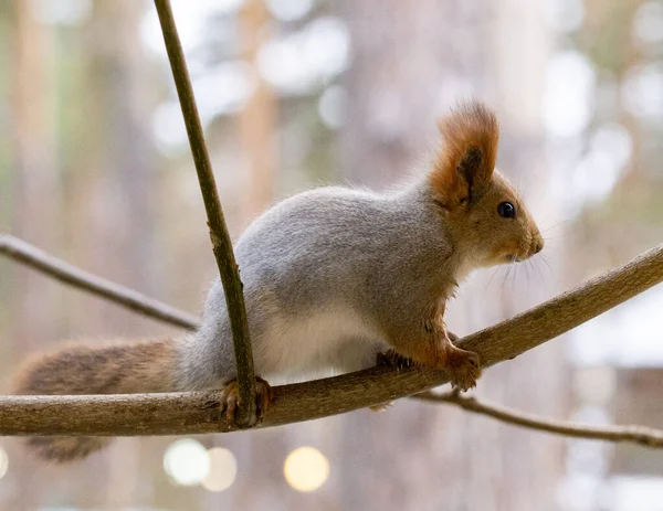 Grå Ekorre Ett Träd Höstskogen Senhösten Närbild — Stockfoto