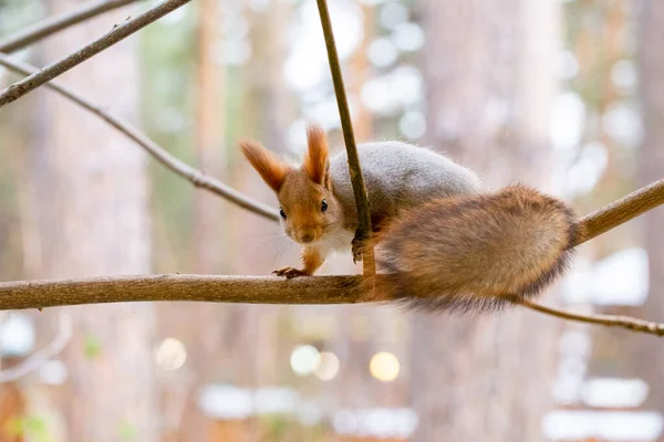 Harmaa Orava Puussa Syksyllä Metsässä Myöhään Syksyllä Lähikuva — kuvapankkivalokuva