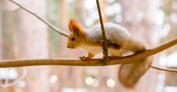 Grå Ekorre Ett Träd Höstskogen Senhösten Närbild — Stockfoto