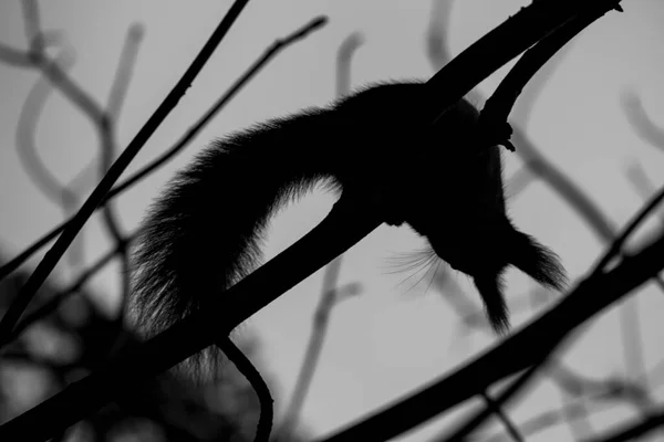Силуэт Скворца Дереве Черно Белом — стоковое фото