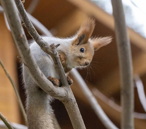 Harmaa Orava Puussa Syksyllä Metsässä Myöhään Syksyllä Lähikuva — kuvapankkivalokuva