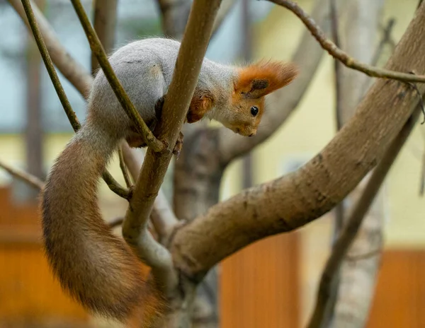 Grijze Eekhoorn Een Boom Het Herfstbos Late Herfst Close — Stockfoto