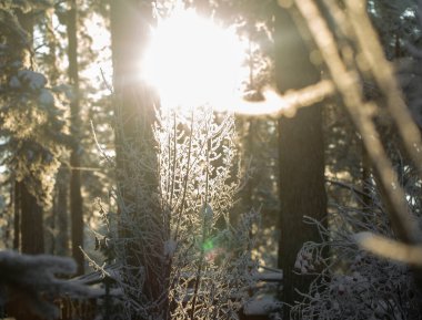 Kış güneşinin altında kış ormanlarının soyut dokusunu bulanıklaştırmış.