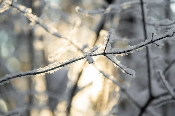 Расплывчатая Абстрактная Текстура Зимнего Леса Солнце Зимой — стоковое фото