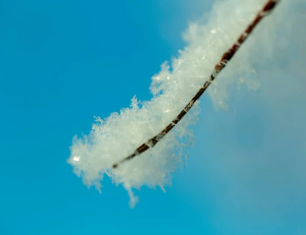 蓝天覆盖着覆盖着霜冻的树枝 — 图库照片