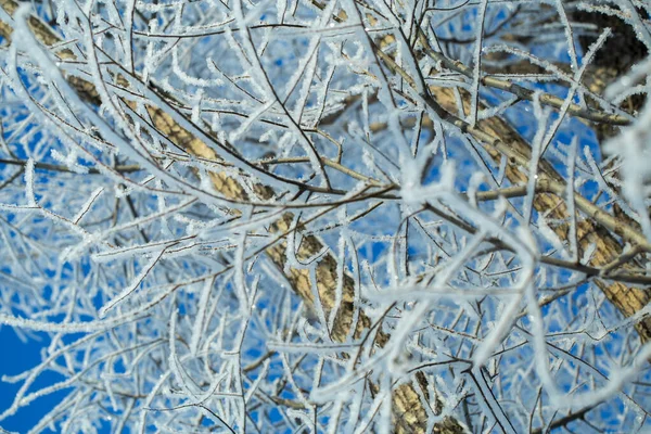 Takken Bedekt Met Vorst Tegen Blauwe Lucht Winter — Stockfoto