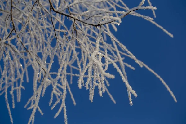 Ветви Деревьев Покрыты Морозом Фоне Голубого Неба Зимой — стоковое фото