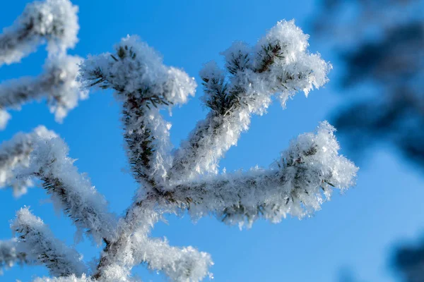 Κλαδιά Δέντρων Καλυμμένα Παγετό Ενάντια Στον Γαλάζιο Ουρανό Χειμώνα — Φωτογραφία Αρχείου