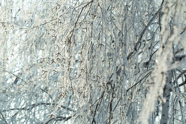 Ramos Árvores Cobertos Geada Contra Céu Azul Inverno — Fotografia de Stock