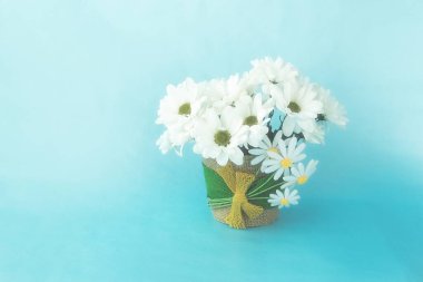 Beyaz çiçekler, kasımpatılar, mavi bir arka planda dekoratif bir çömlekte, çeşitli tatiller için tebrik ederim.