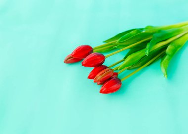 Kırmızı laleler mavi bir arka planda bukette yakın plan çekimde.