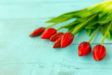 Kırmızı laleler mavi bir arka planda bukette yakın plan çekimde.