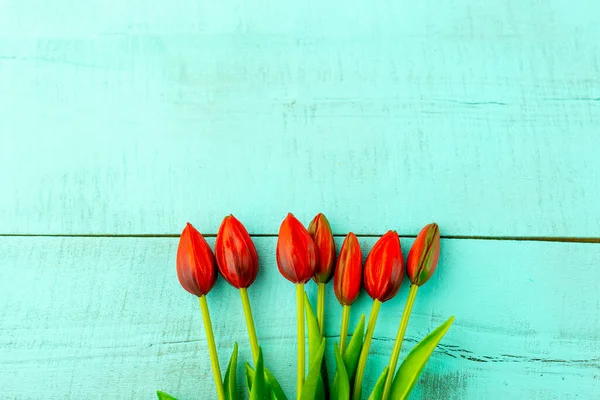 red tulips in a bouquet on a blue solid background close-up