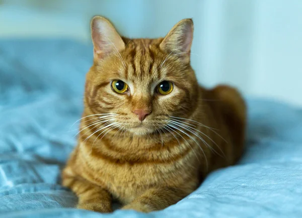 Kırmızı Kedi Turkuaz Arka Planda Yatıyor Yakın Plan — Stok fotoğraf