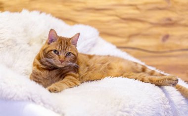 Oturma odasındaki beyaz koltukta kırmızı bir tekir kedi yatıyor.